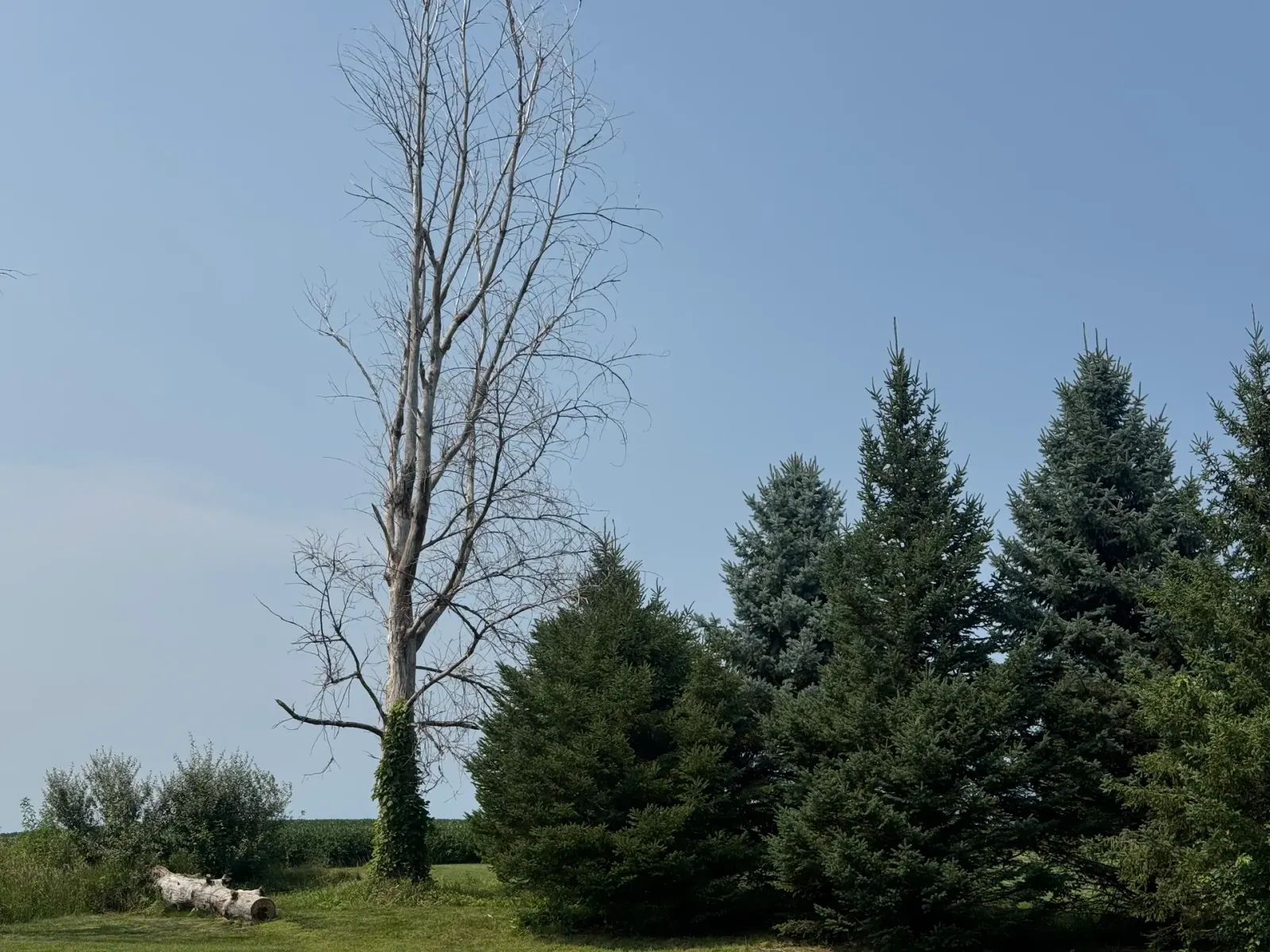 10908 NW 107th Street, Granger, Iowa - Evergreen Windbreak